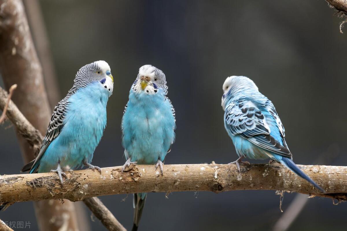 鹦鹉常见15种病,玄凤鹦鹉常见的20种行为表现文库