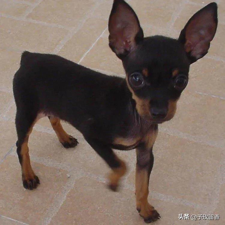 宠物狗应该怎么养详细介绍科普,宠物狗喂养及训练方法有哪些