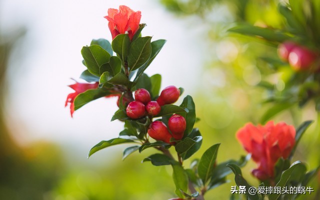 石榴花壁纸生如夏花,石榴花盛开的夏天
