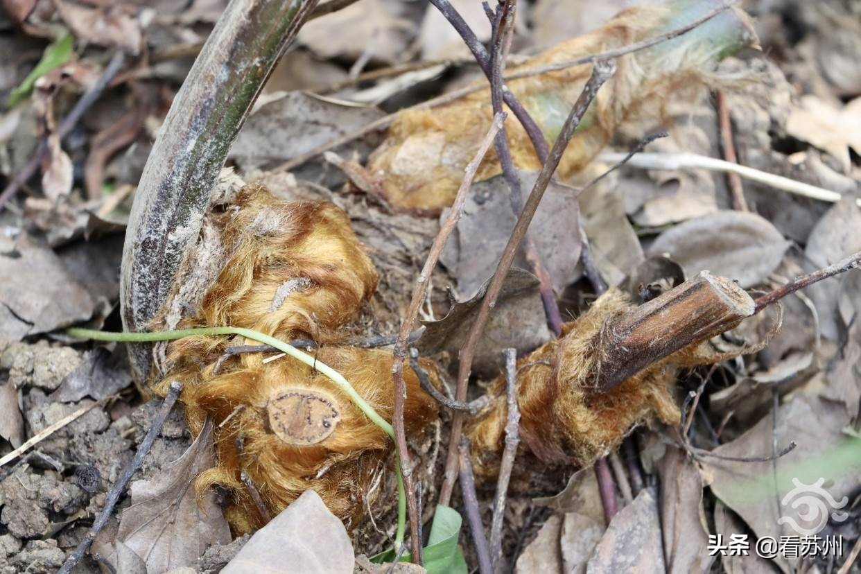 珍稀植物金毛狗蕨,国家一级保护植物金毛狗蕨