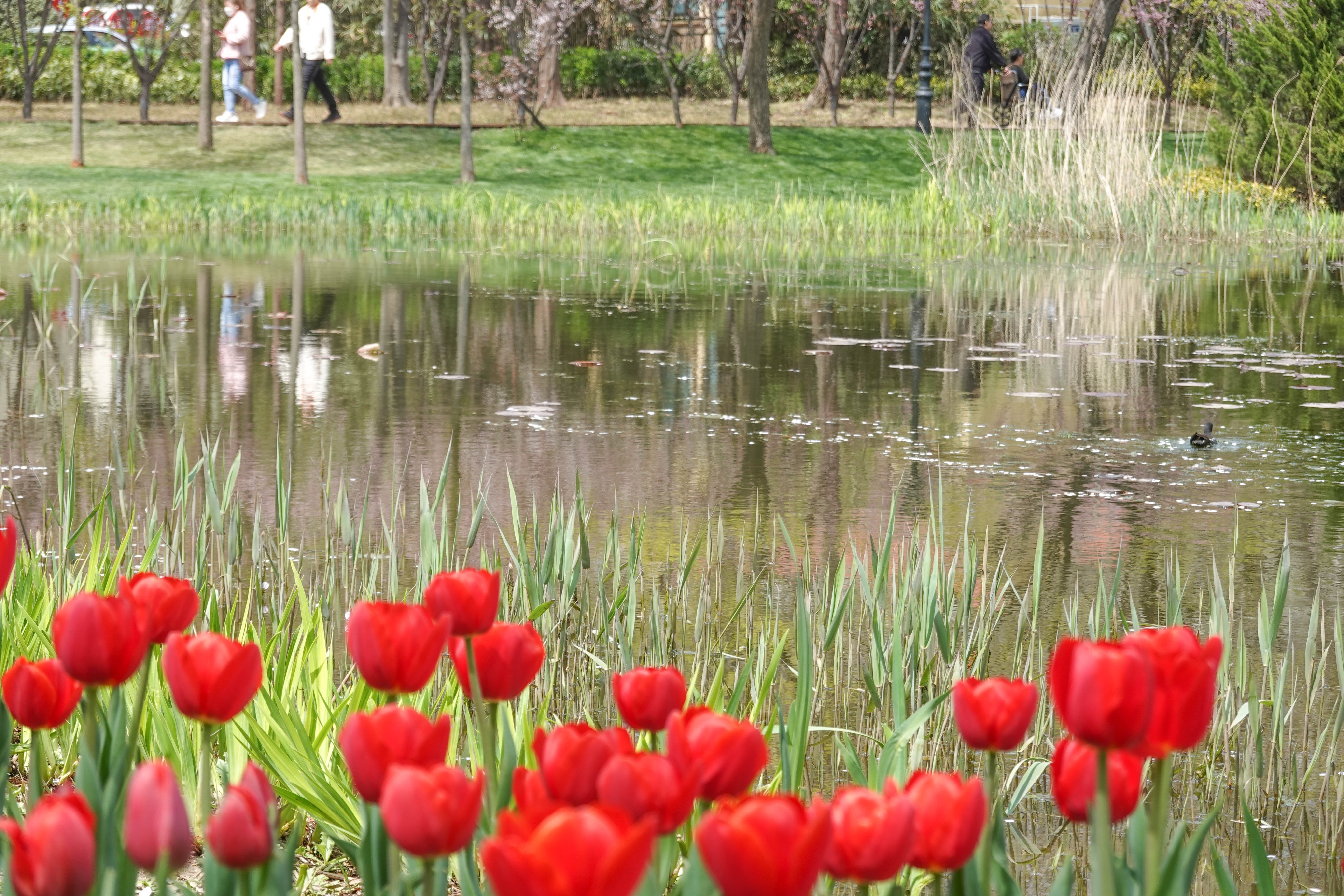 青岛中山公园赏花,青岛中山公园郁金香花海唯美浪漫