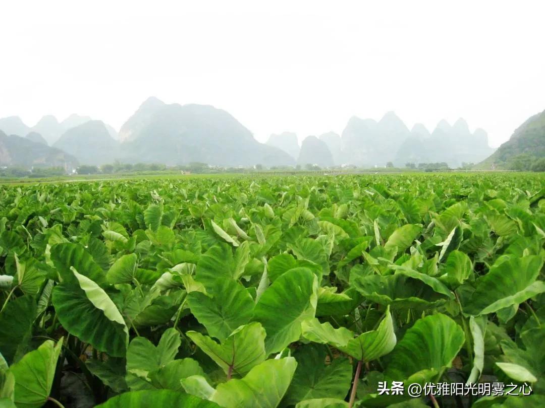 沙糖桔发展现状,荔浦沙糖桔何去何从