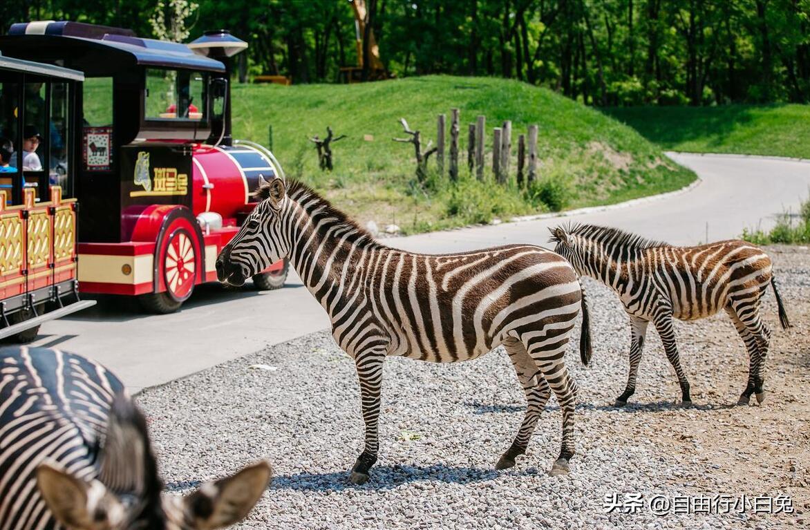 大兴野生动物园猛兽体验,走进野生动物园探索神奇大自然