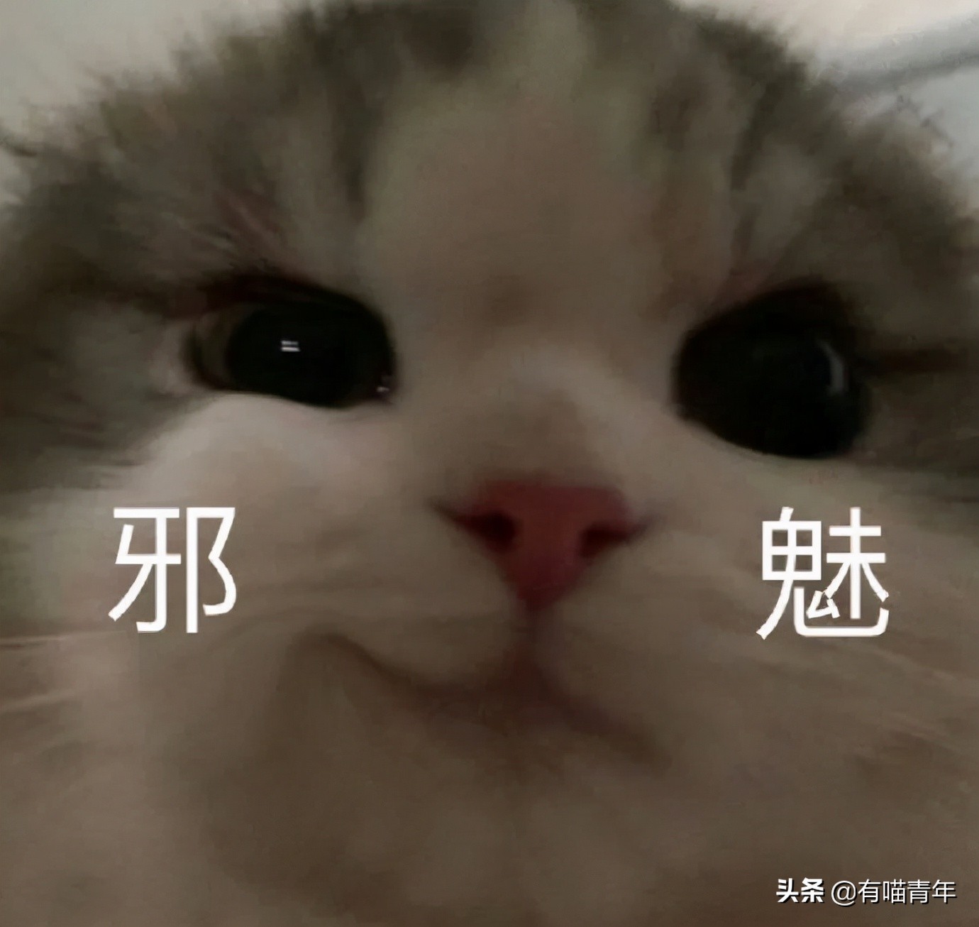 全世界唯一一只世界上最大的猫,世界上最小的体型最大的猫