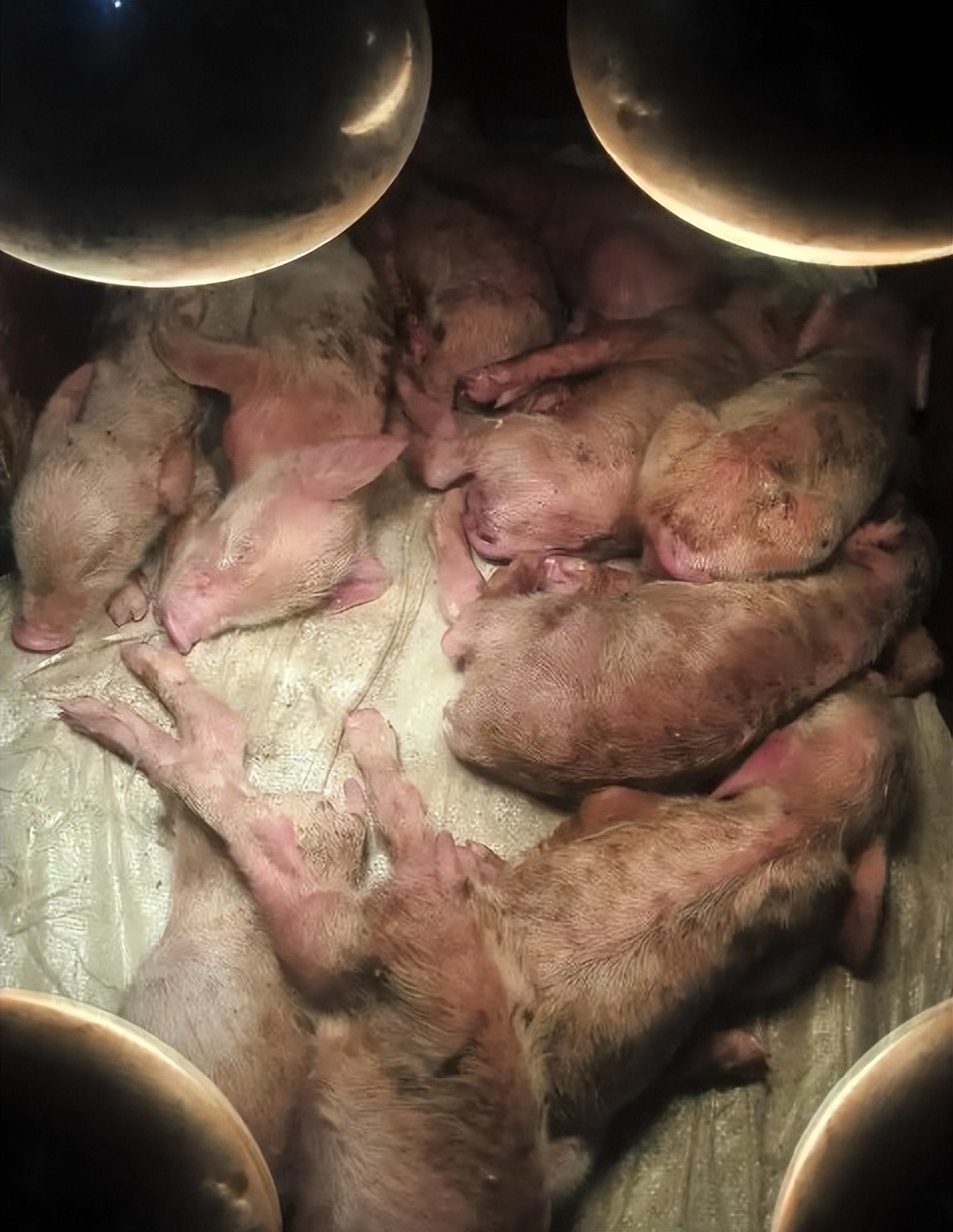 仔猪拉稀并偶尔咳嗽怎么办,仔猪拉稀咳嗽厉害怎么办