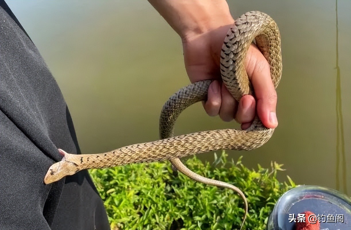 鱼没钓到还中暑了,天冷钓鱼鱼不咬钩怎么办