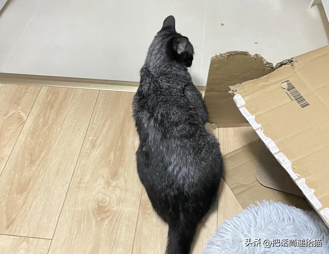 为什么猫咪养着养着就瘦了,猫咪为什么养着养着就发黄了