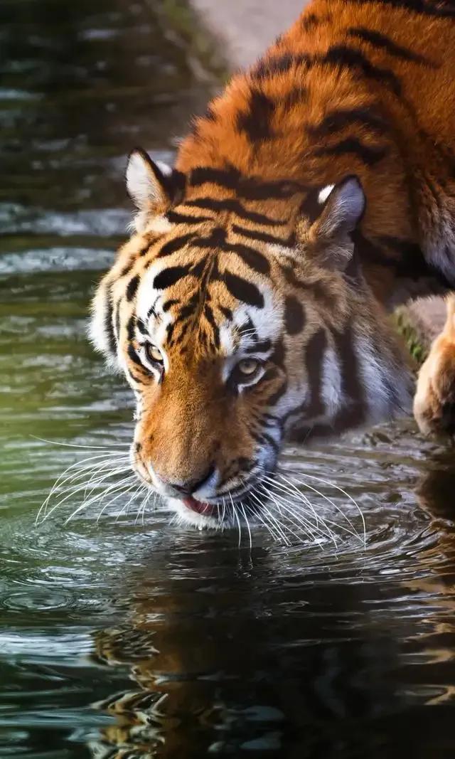 戏说老虎图文杂汇