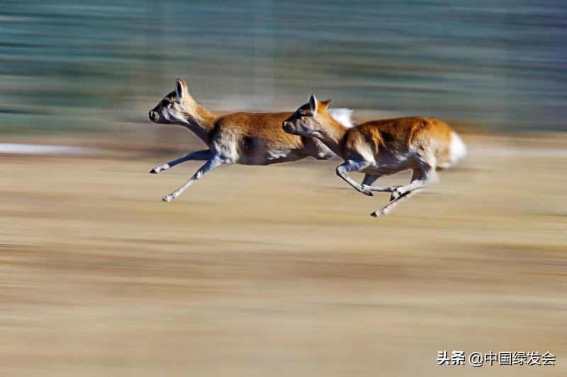 赵久莲：青海湖畔的中华对角羚