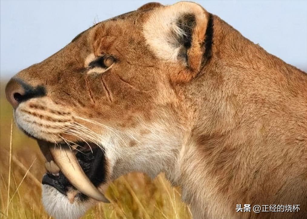 剑齿虎与人类的体型对比图片,剑齿虎最怕什么物种