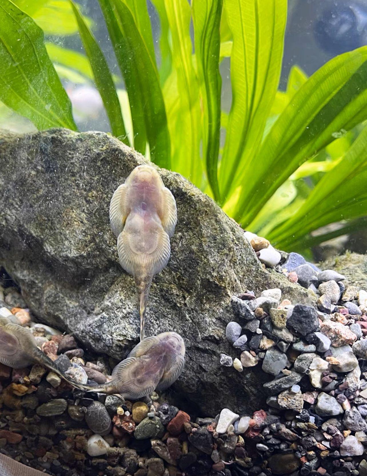 小型空鱼缸用什么清洁鱼,罗汉鱼缸放什么清洁鱼