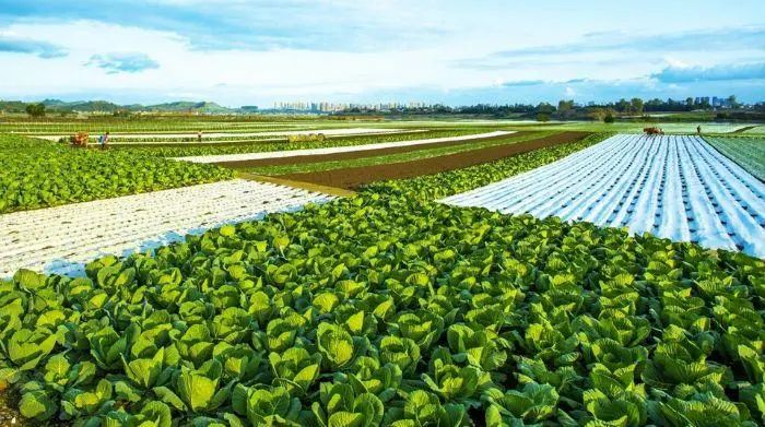 七论赣菜发展,朱虹论赣菜