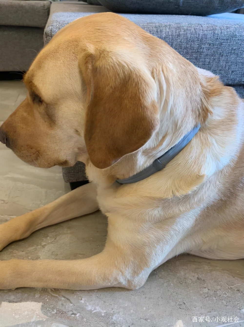 可以用杀虫剂喷狗狗身上杀跳蚤吗,怎样判断狗狗身上有没有携带跳蚤