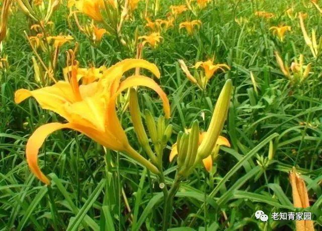 老知青讲北大荒艰苦生活的岁月,知青重返北大荒八五三农场