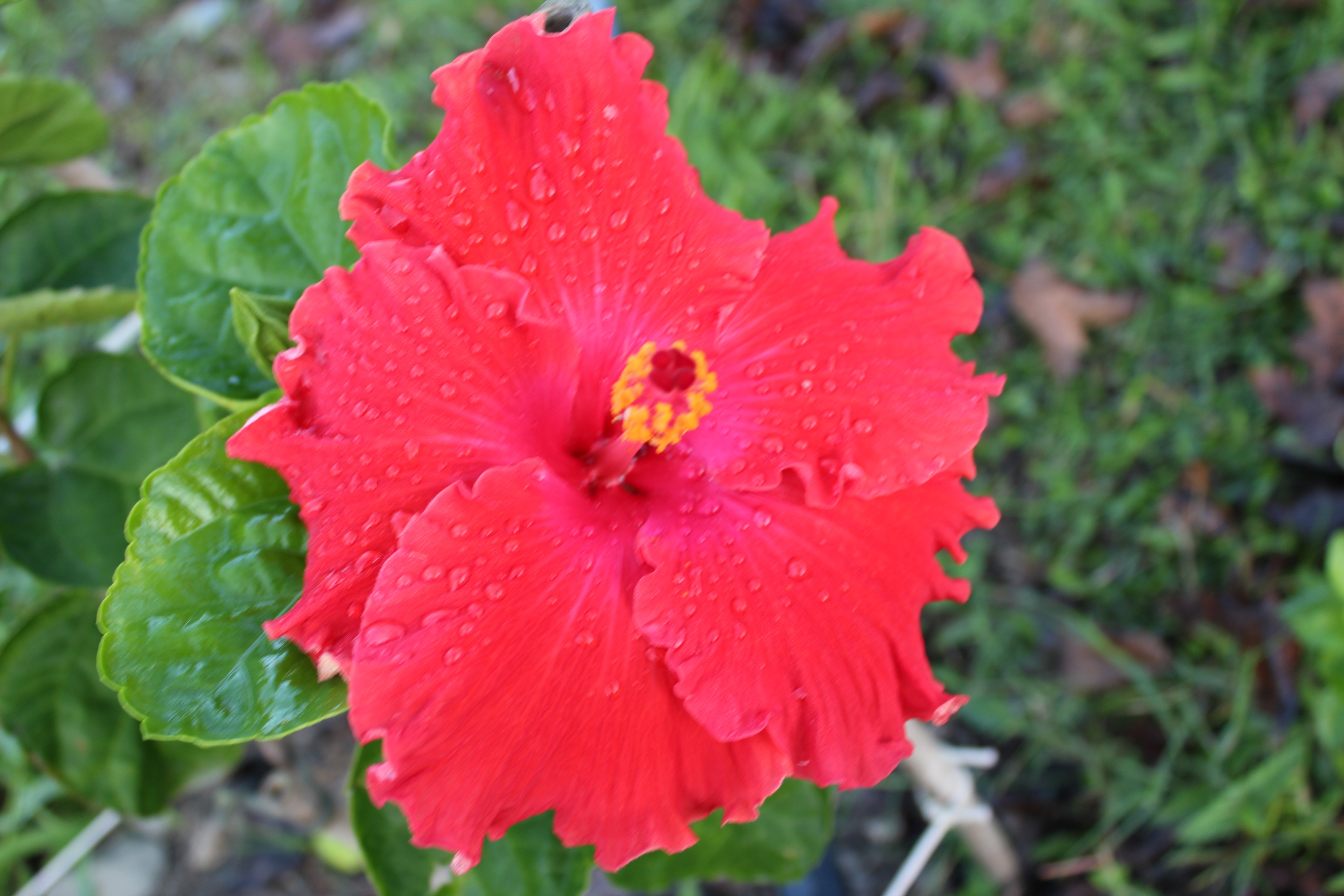 台湾行之垦丁南湾沙滩,台湾行