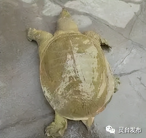 我是灵台，这是我的名片