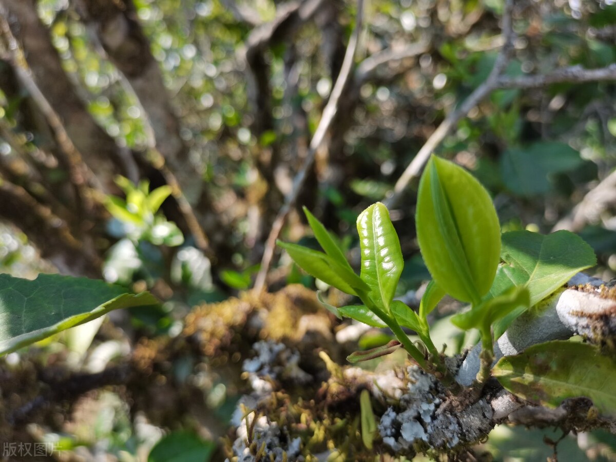 口感最好的普洱茶十大排行榜,普洱生茶都有哪些比较经典的系列