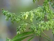 火麻仁属于违禁品,火麻这个植物有毒吗