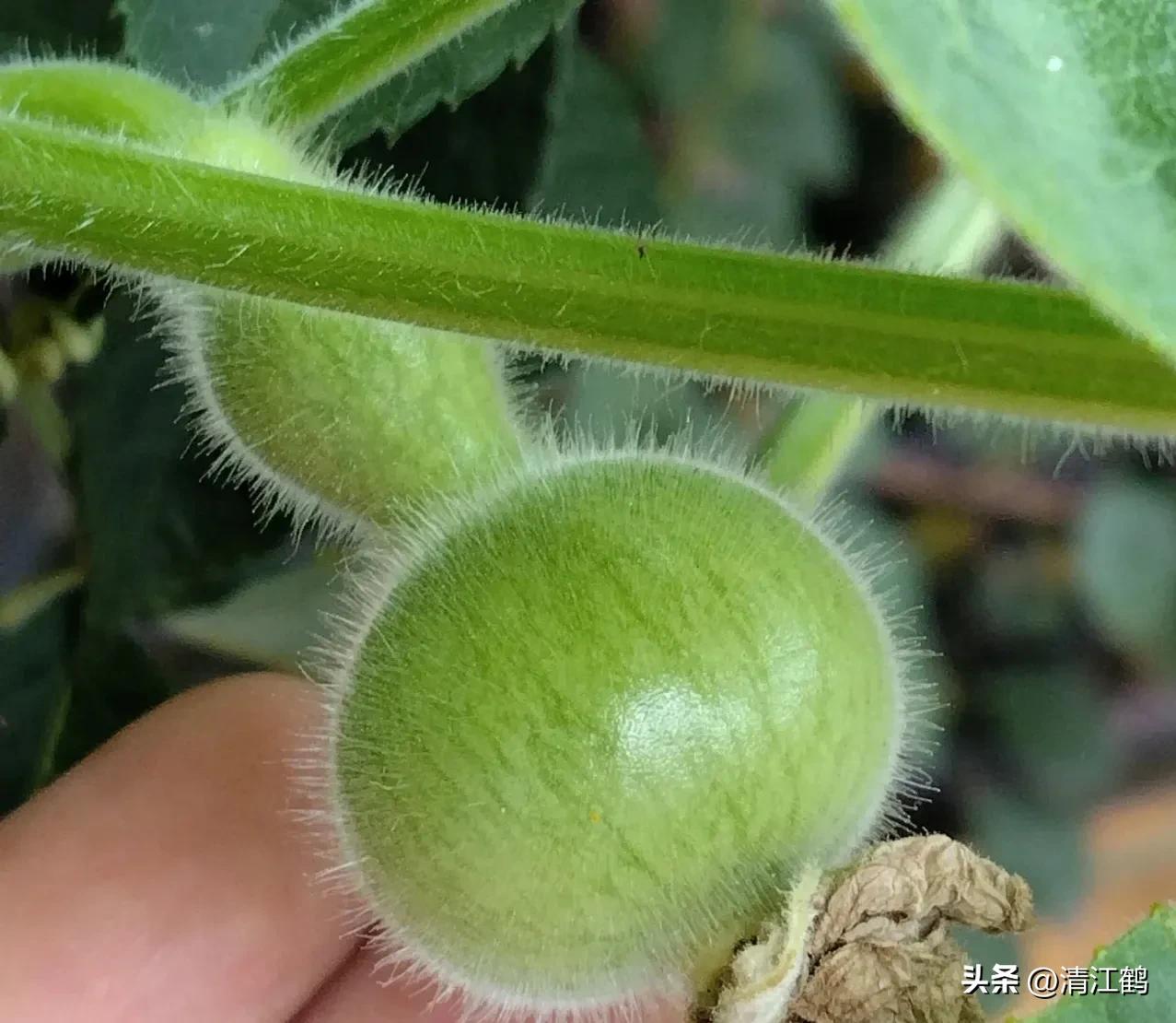 叶面肥增产技巧,叶面喷施肥助生长的配方