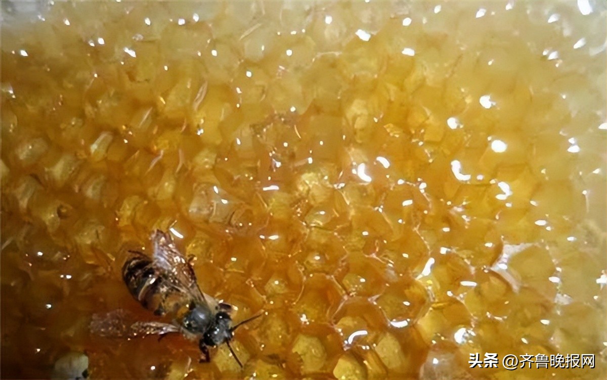 怎样才能买到正宗的土蜂蜜,怎么才能买到真正的土蜂蜜