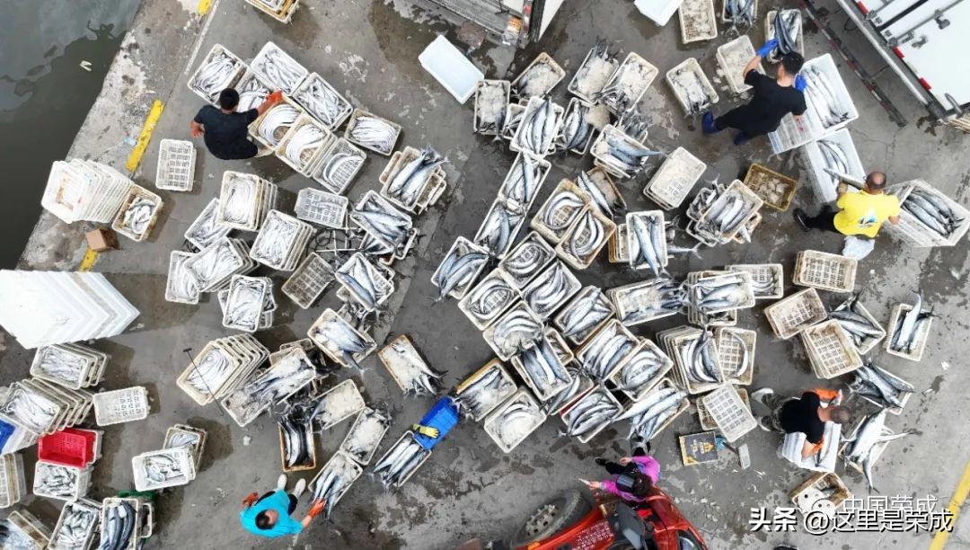 青岛开海海鲜最新价格,广西开海第一波海鲜上岸