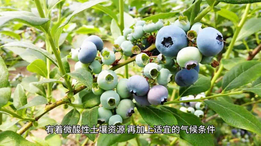 日照的蓝莓产地,山东日照的特色绘画农民画