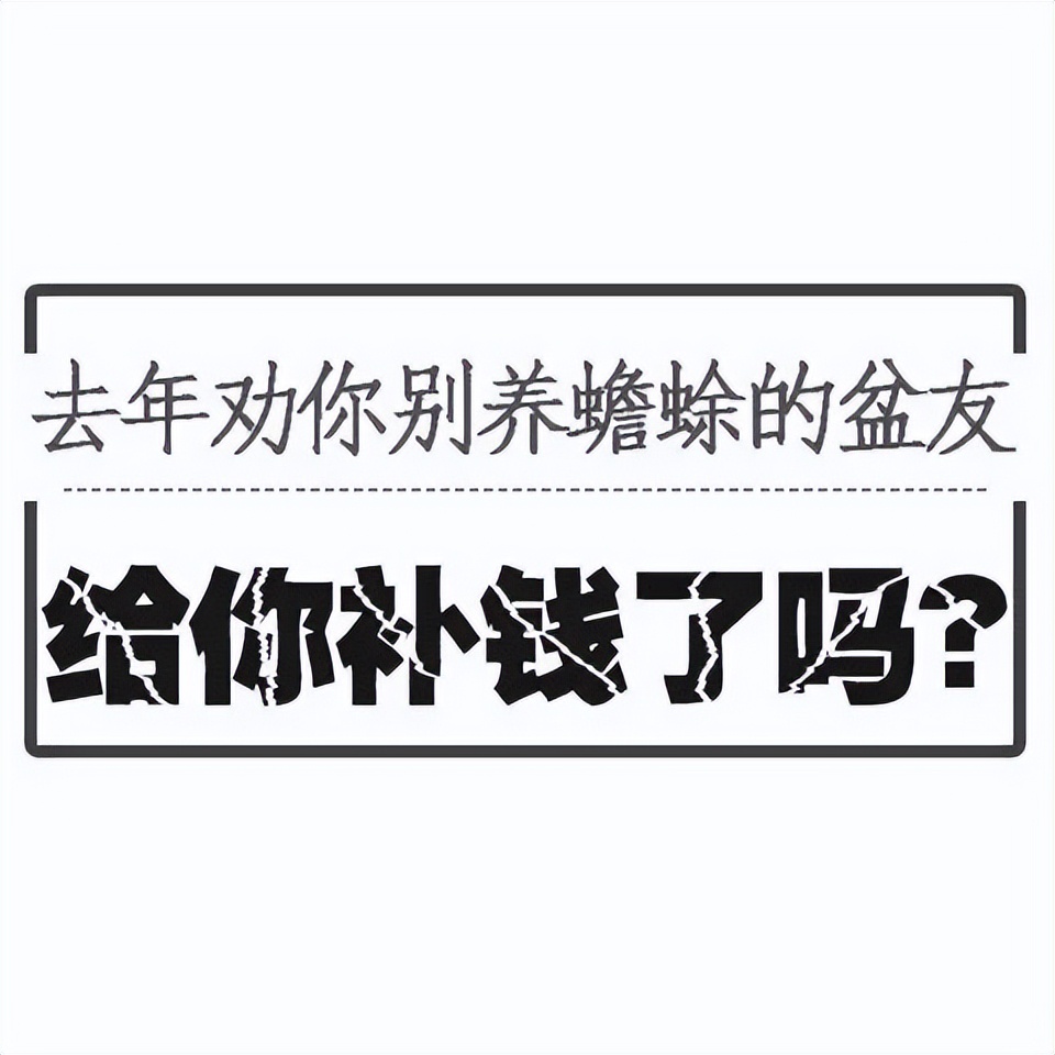 蟾蜍养殖失败的案例,袁正洋蟾蜍养殖加盟