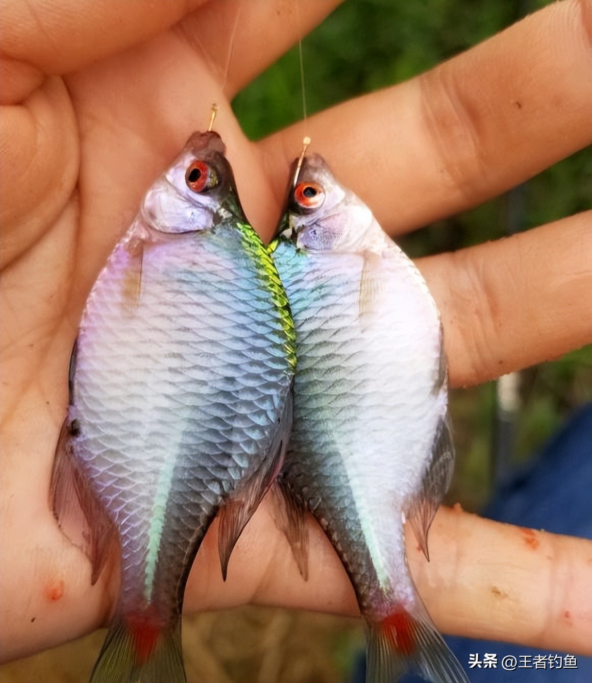 鳑鲏几月最好钓,鳑鲏什么季节好钓