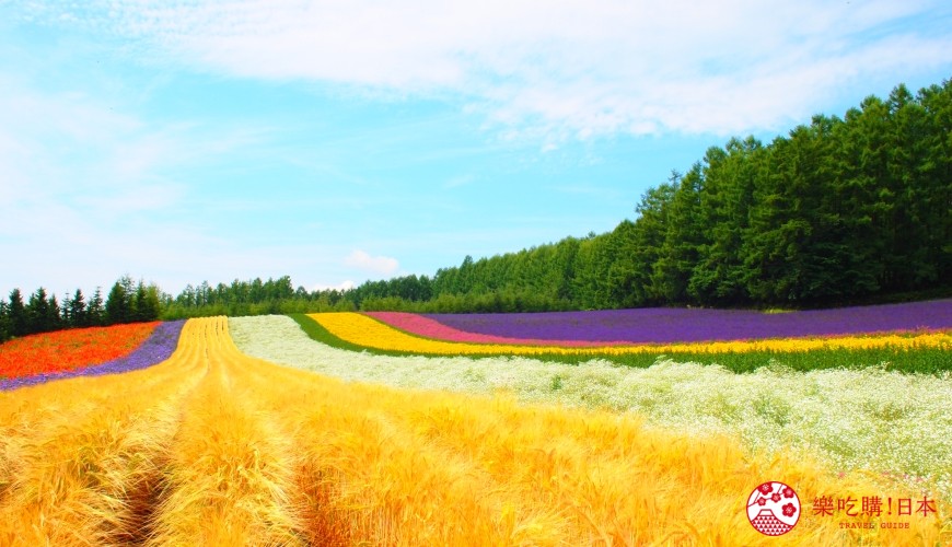北海道的薰衣草花海在哪里,日本北海道薰衣草花海图片