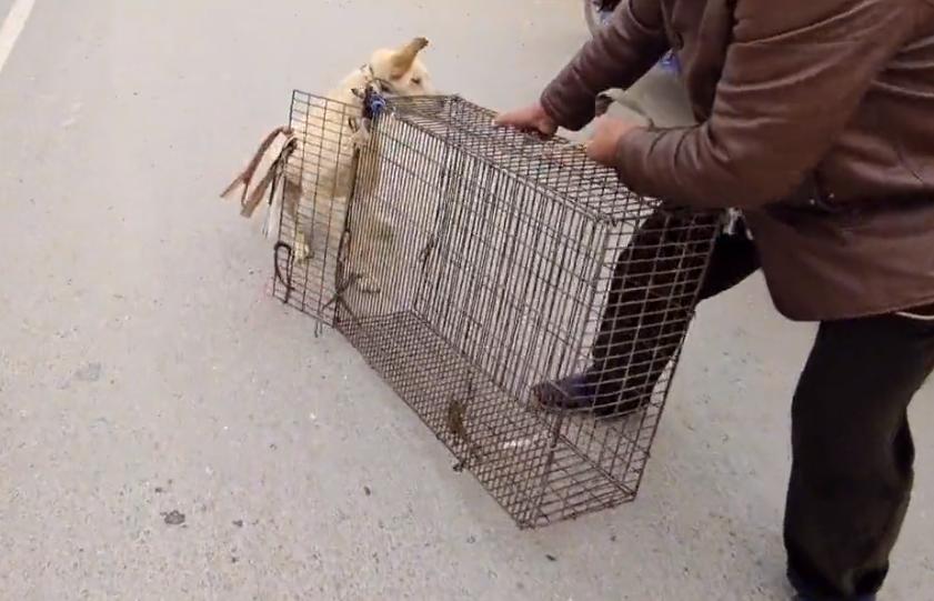 100斤拉布拉多被送到狗市售卖,100多斤的拉布拉多被主人卖了