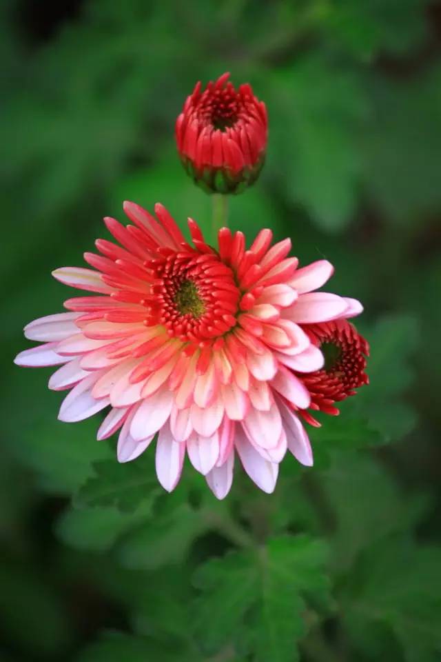 欣赏｜这七种色彩，装点了红尘人间！