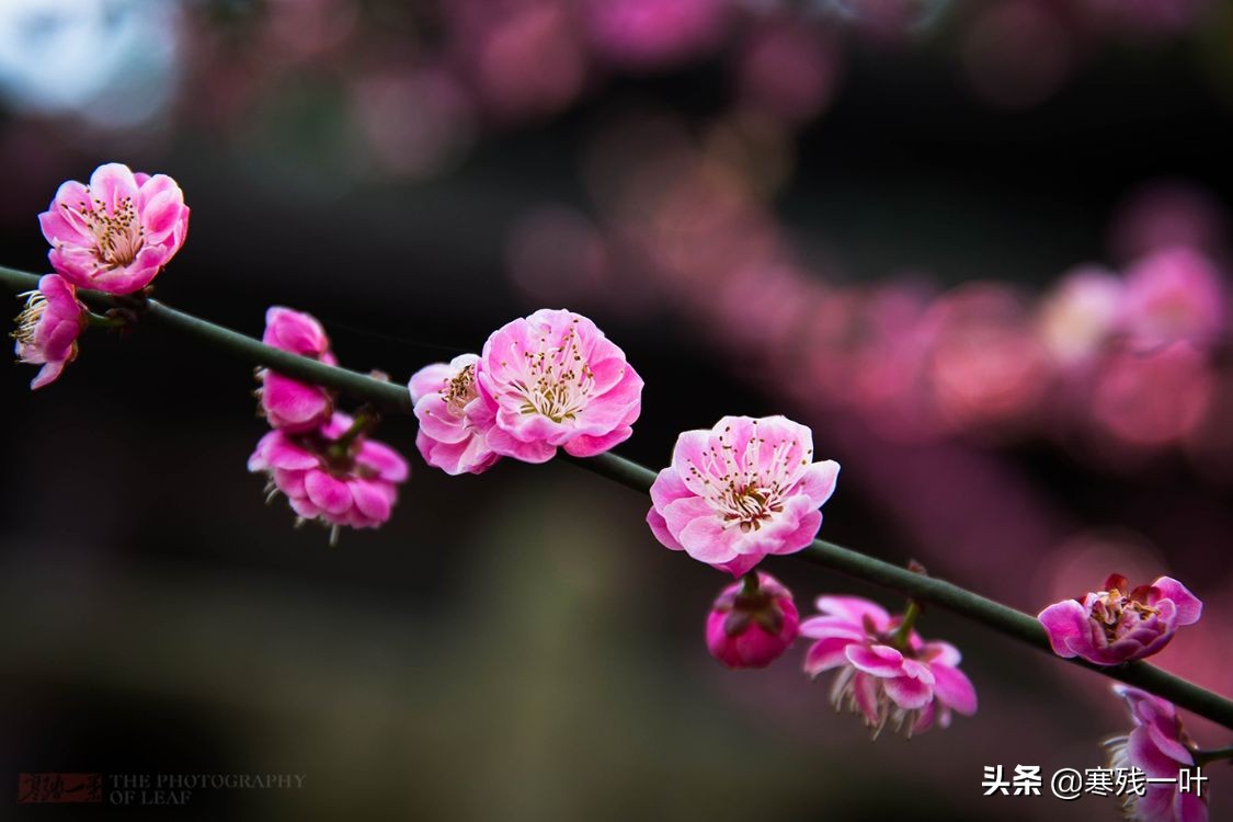 11月份的杭州西湖哪里最美,杭州西湖最佳攻略