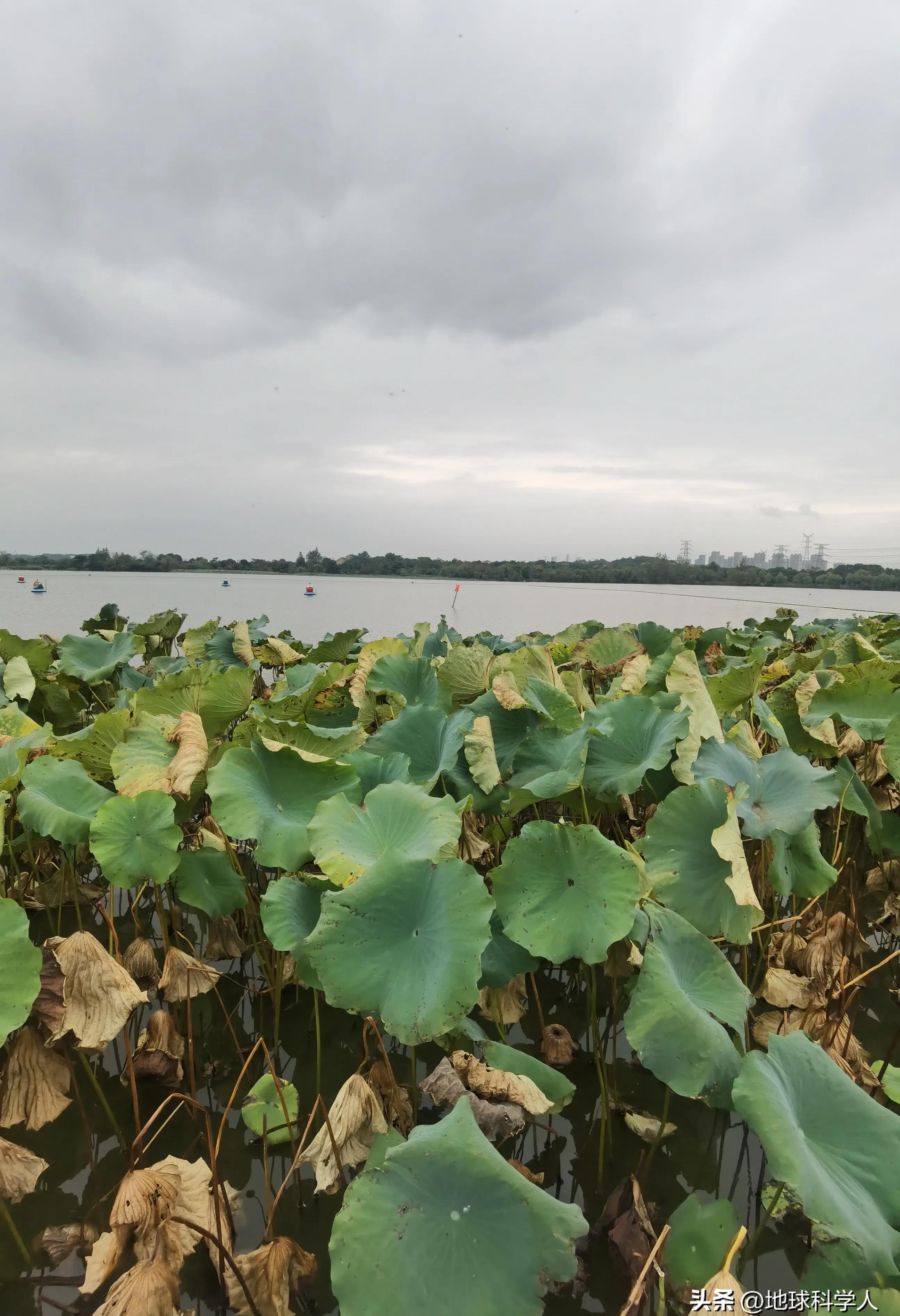 湖光山色美景欣赏,后官湖国家湿地公园游记