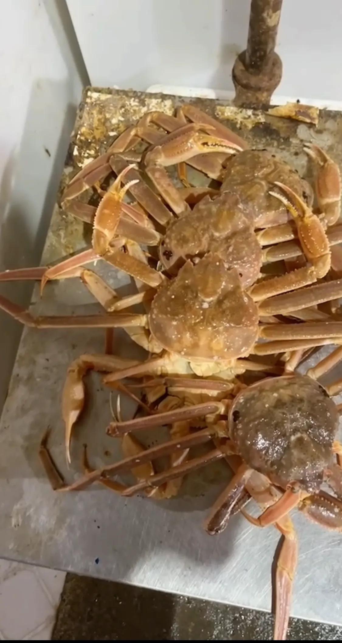 卖了7年海鲜,卖了两天海鲜都亏钱到底怎么回事