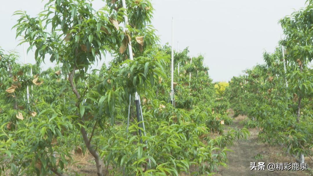 金果助力乡村发展,金果果致富经视频