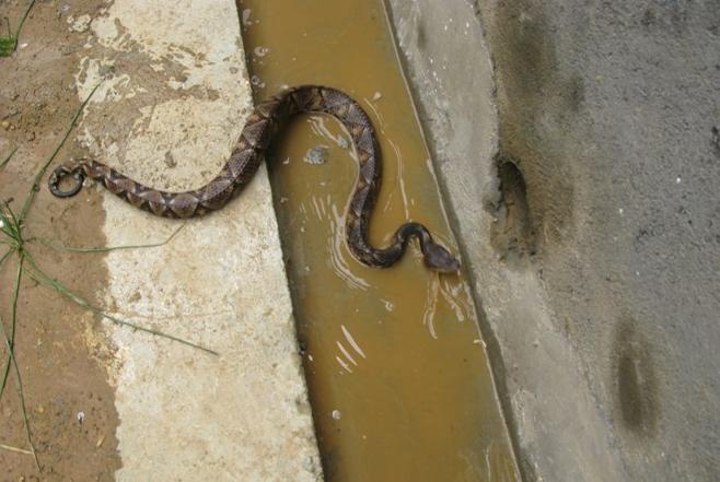 在野外遇到毒蛇怎么办,在野外遇到蟒蛇该怎么办