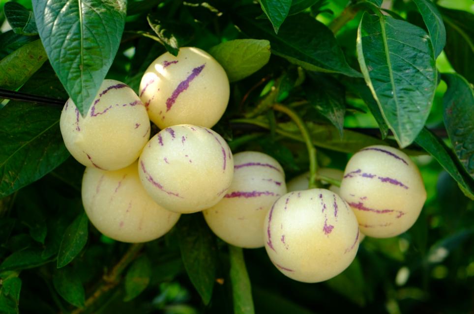 者米：万亩“金果果”铺就拉祜山乡致富路