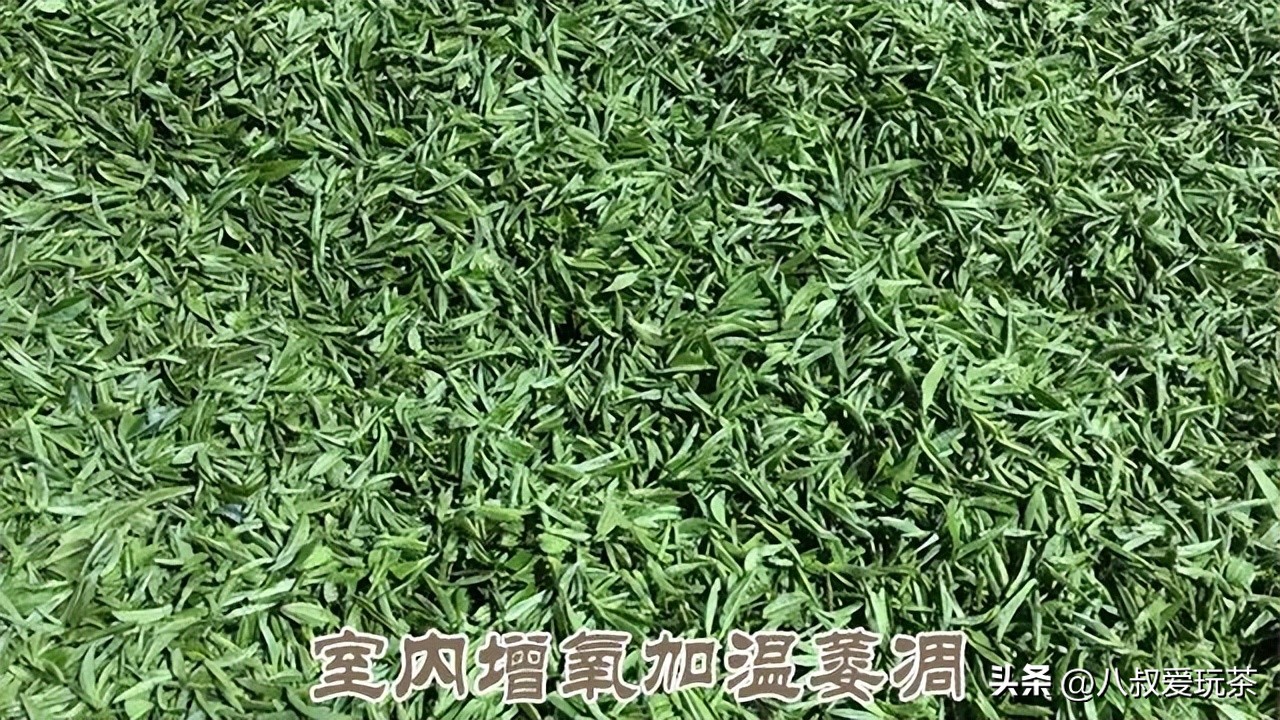 武夷岩茶小品种黄玫瑰,武夷岩茶黄玫瑰图片
