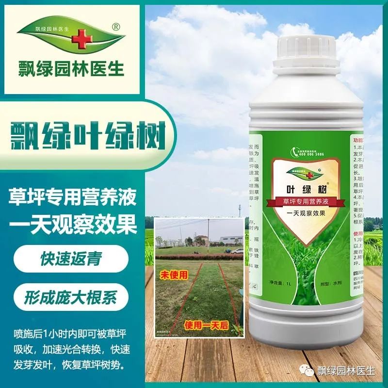 草坪发黄发枯是什么原因,草坪出现枯黄病怎么治理