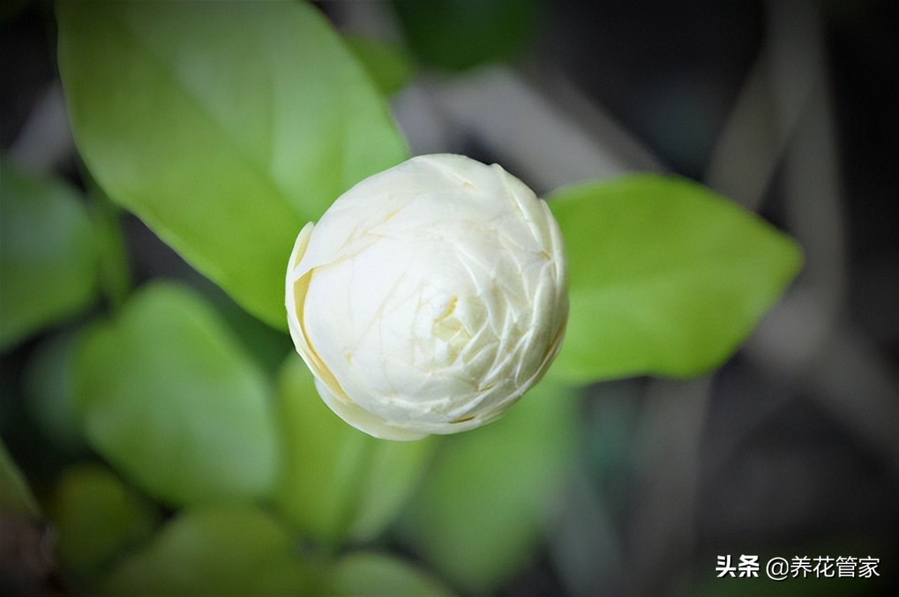 茉莉花叶子卷曲发黄是病虫害吗,茉莉花的叶子下垂发蔫怎么处理