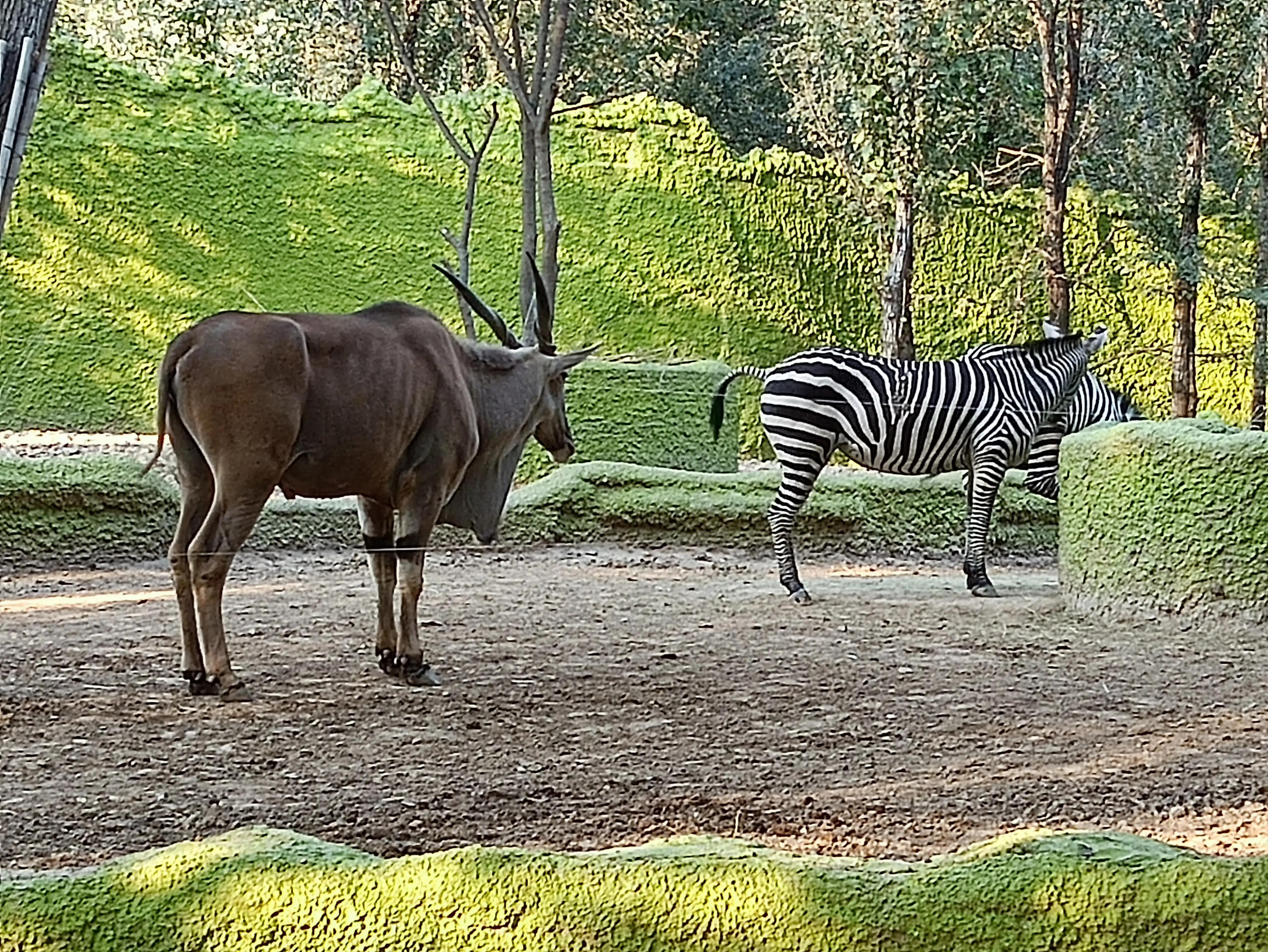 北京动物园和北京野生动物园区别,北京野生动物园狗妈妈和老虎狮子