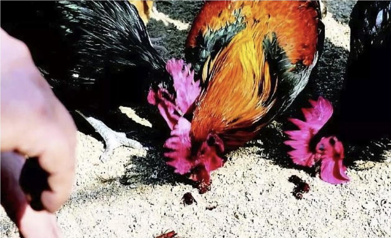 世界上最大的蟑螂工厂,中国最大的蟑螂工厂产品