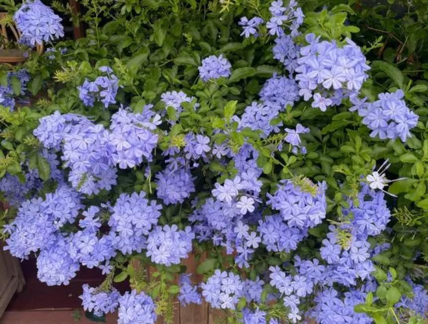 推荐几种颜值高又好养的室内花卉,8种容易开花又好养的庭院花卉