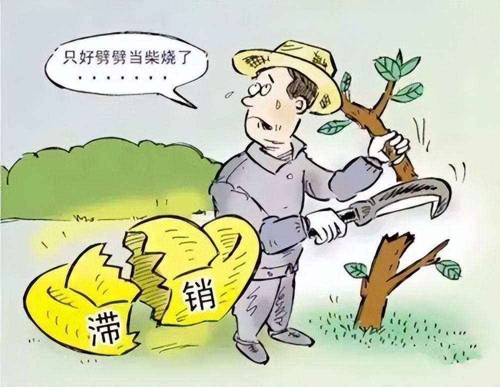 榉树价格下降,榉树价格涨了还是跌了