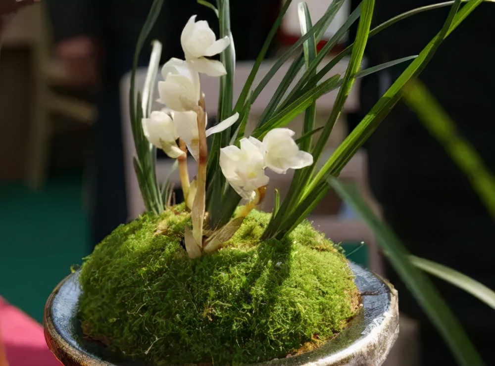 价值比较高的是哪种兰,名兰都是哪些品种