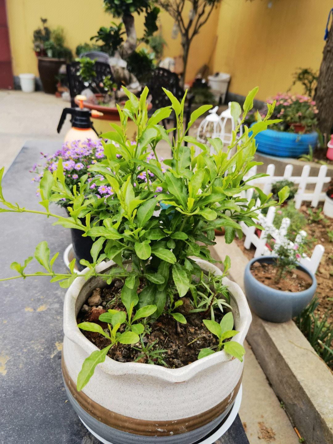 养花什么花是喜酸的,喜酸的花怎么养