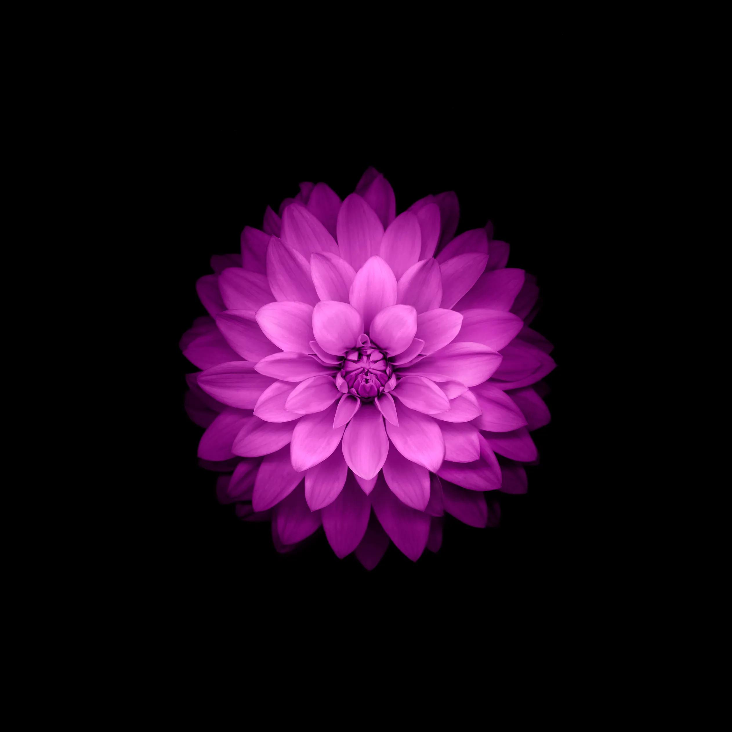 苹果手机曾经的原生壁纸,iphone最新所有原生壁纸