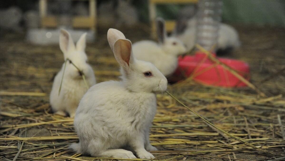 养殖肉兔都有哪些疾病,养兔的疾病治疗费用多少钱