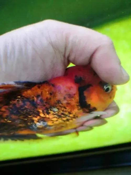 水霉治疗金鱼,水霉病养殖知识