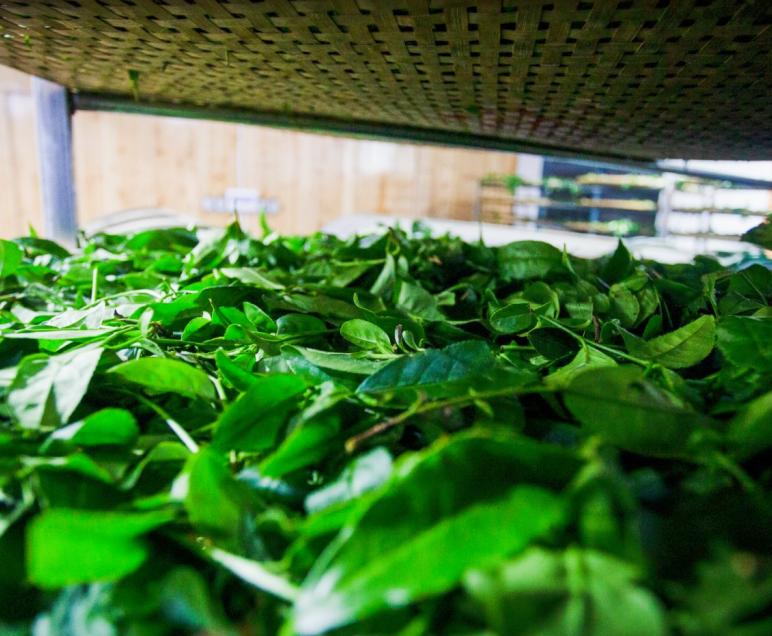 武夷岩茶正岩山场土质怎么样,山场正岩